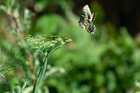 Fennel: varieties, growing, propagation & care - Plantura