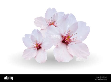 Sakura flowers hi-res stock photography and images - Alamy