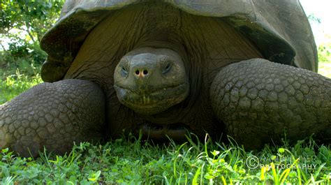 Ecuador Wildlife – Ramdas Iyer Photography