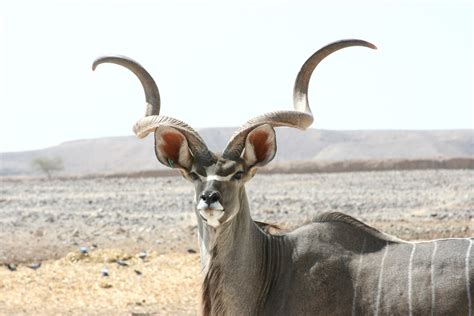 Free photo: Kudu Antelope - Animal, Antelope, Deer - Free Download - Jooinn