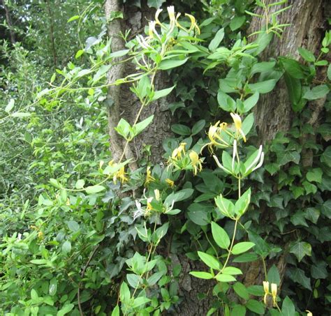 Honeysuckle Vine | Go Native Long Island