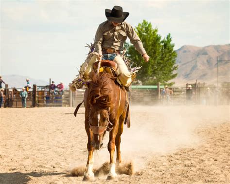 Best Bronc Riding Stock Photos, Pictures & Royalty-Free Images - iStock