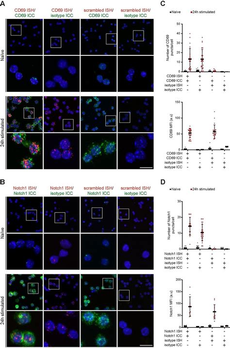 Development of dual ISH/ICC protocol for CD69 and Notch1. (A) Dual... | Download Scientific Diagram