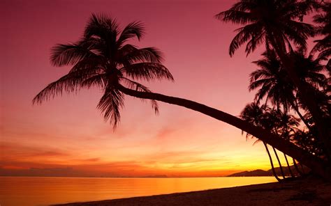 Sunset Palm Trees Wallpaper (62+ images)