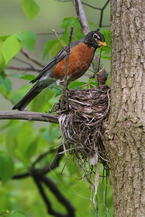 American Robin Nest | It is amazing with all of the hours th… | Flickr