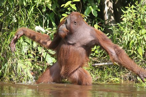 Oreo maker linked to destruction of orangutan habitat in Indonesia