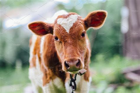 Spotted calf in the field | Animal Stock Photos ~ Creative Market