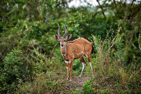 travel4pictures | Bushbuck, Uganda