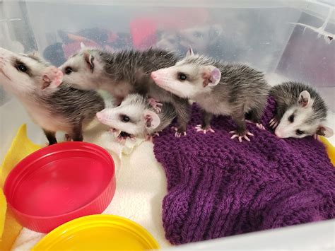 SOS: Baby formula needed for 97 possums at wildlife refuge | Navarre Press