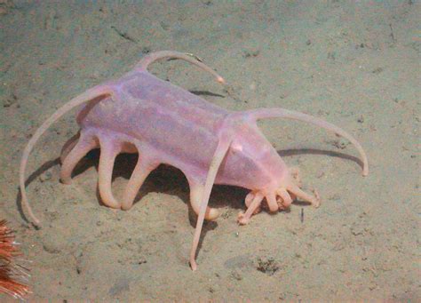 The Creature Feature: 10 Fun Facts About Sea Pigs | WIRED