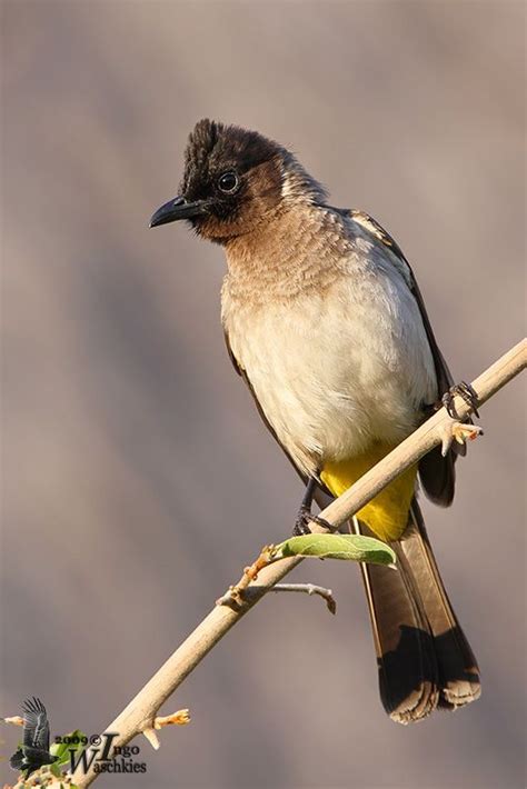 South African Birds Identification