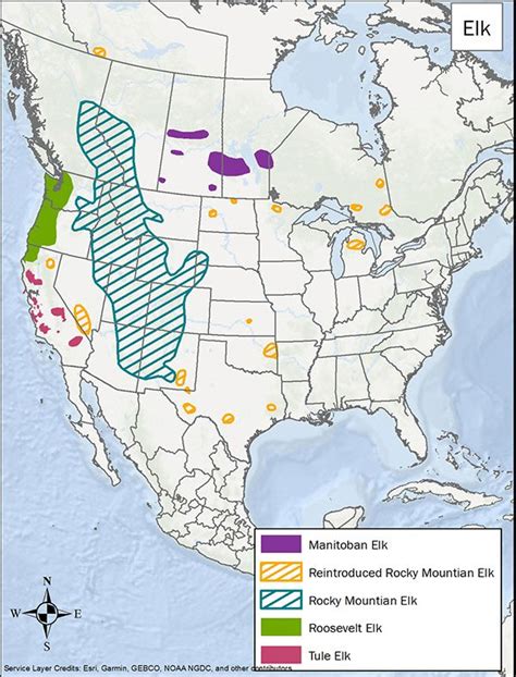 North American Elk | LandPKS