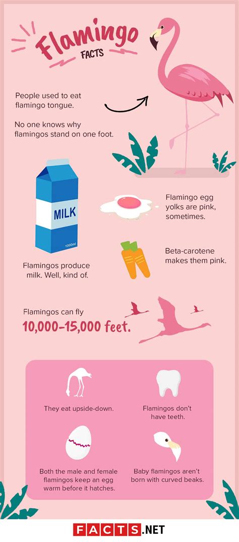 30 Strange Flamingo Facts That You Never Knew About - Facts.net