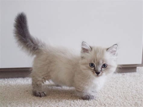 Munchkin Cats For Sale In Michigan