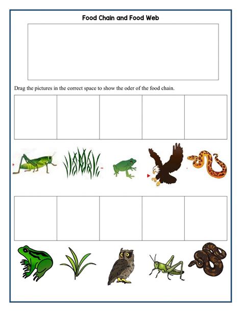 Food Chain Worksheet Pdf | Food chain worksheet, Food chain, Science worksheets