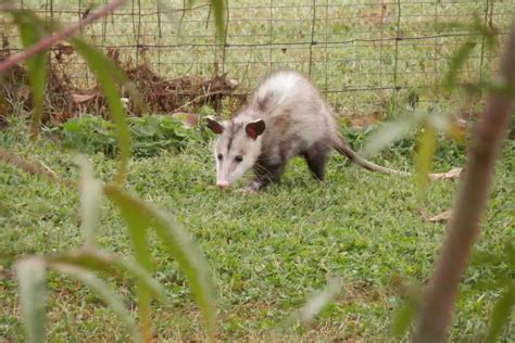 How to Scare Opossums Away From Your House - Wildlife Informer