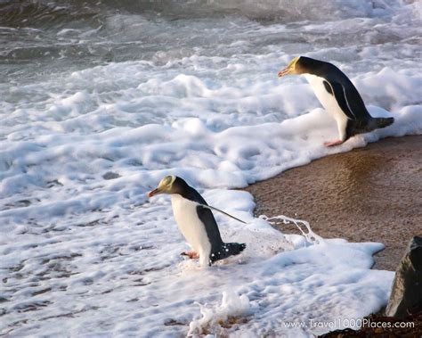 New Zealand’s native penguins | Travel1000Places -- Travel Destinations