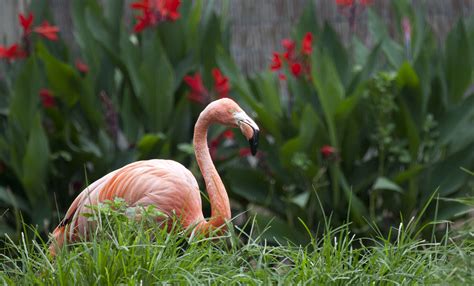 American flamingo | Smithsonian's National Zoo and Conservation Biology Institute