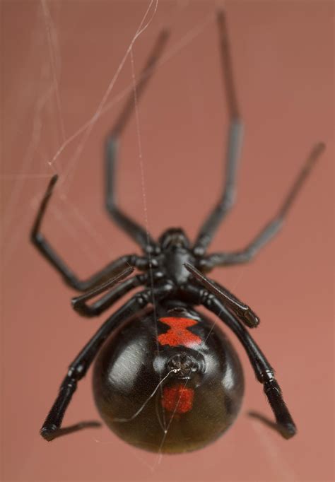 Smithsonian Insider – Latrodectus mactans | Smithsonian Insider