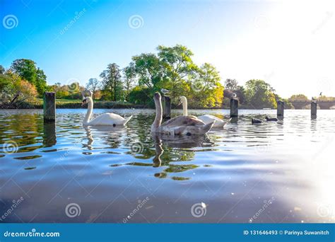 Swans Swimming in the Serpentine Lake in Hyde Park, England Stock Image - Image of animal, pond ...