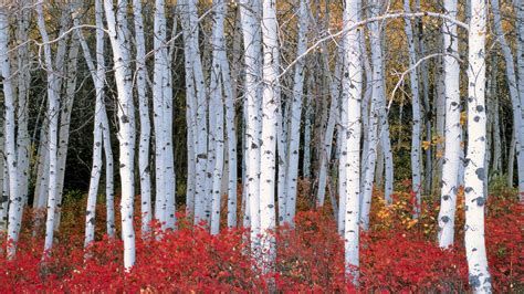 Birch Trees Autumn Wallpapers - Wallpaper Cave