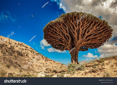 Dragon Trees On Socotra Island Yemen Stock Photo 2218659867 | Shutterstock