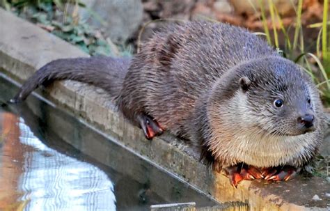 How Many Otter Species Are There? - Otter Tings