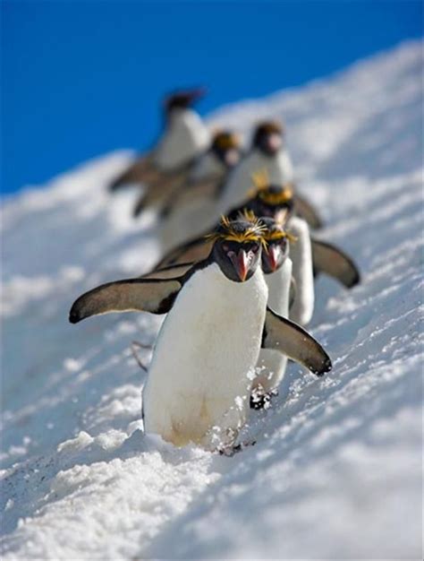 It's playtime! Cute animals playtime in the snow