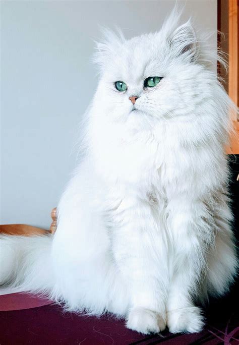 White Persian Cat Aesthetic - Pets Lovers