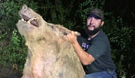 Huge wild hog captured on golf course