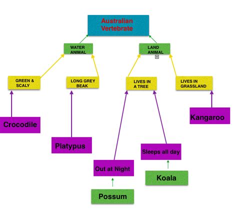 Dichotomous Key - The Australian Koala