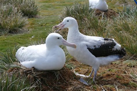 Remember The Razorbill: Wandering Albatross Breeding Season