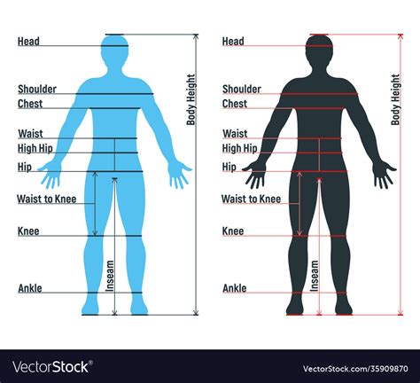 Male And Female Size Chart Anatomy Human Character People Dummy Front ...