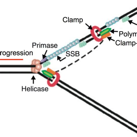 Model of a replication fork showing leading and lagging strand ...