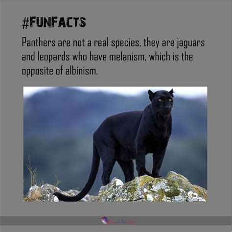 Panthers are not a real species, its all about melanism 🐆! . . # ...