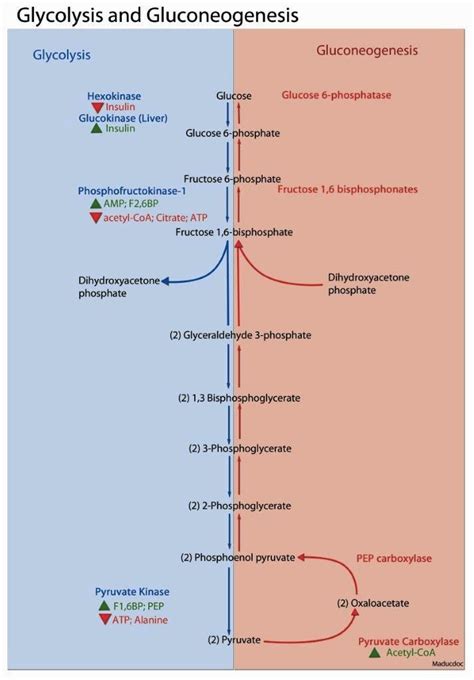 Regulation of Glycolysis | MCAT | Biochemistry notes, High school biology, Pharmacy school