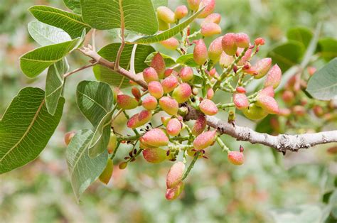 Do Pistachios Grow On Bushes Or Trees at Stephanie Prentiss blog