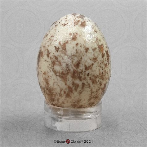 Northern Cardinal Egg - Bone Clones - Osteological Reproductions