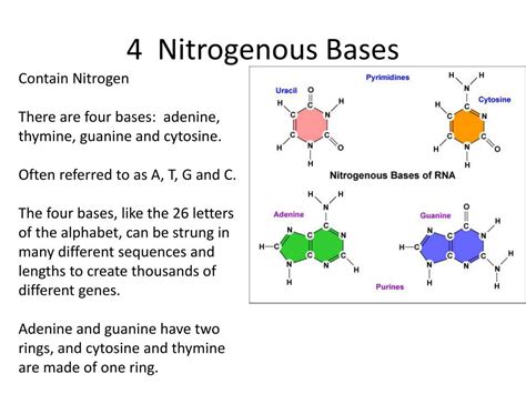 PPT - Unit 7: DNA and Protein Synthesis PowerPoint Presentation, free ...