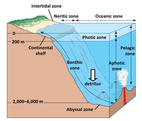 Horizontal zones – Ritu's Biology Hub