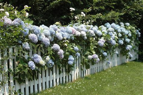 35 ideas de jardín de hortensias (fotos) – Thuy San Plus