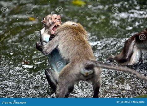 Two Monkeys Fighting In The Rain Royalty Free Stock Images - Image: 12841669