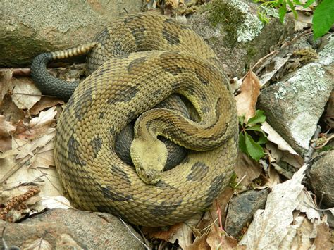 Habitat - Timber Rattlesnake