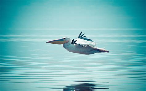 pelican, Flying, On, Water Wallpapers HD / Desktop and Mobile Backgrounds