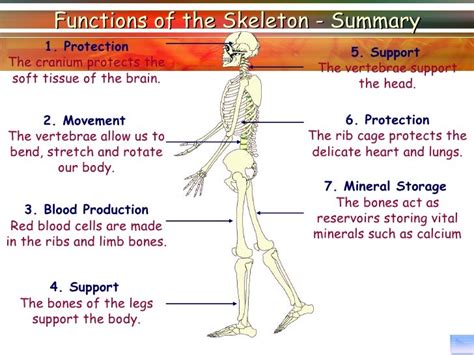 Lesson 1 skeletal system