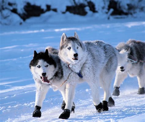 Animals in Snow Wallpaper - WallpaperSafari