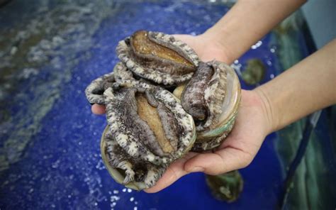 Why is abalone still (relatively) so expensive? , Lifestyle News - AsiaOne