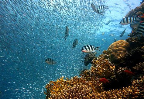 underwater, ocean, sea, coral, reef, clown fish, nemo, diving | Pikist