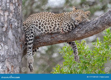 Leopard Sleeping In A Tree Royalty-Free Stock Photography ...