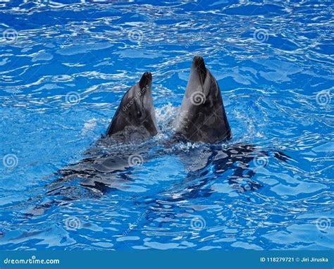 Dancing Dolphins in the Pool Stock Image - Image of skills, water: 118279721